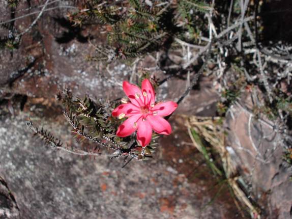 Pequenas, belas e exóticas flores no topo do Monte Roraima, na  Venezuela, em 2007